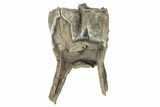 Fossil Woolly Rhino (Coelodonta) Tooth - Siberia #231051-1